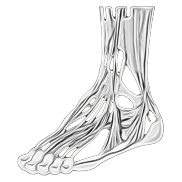 Complex Adult Foot & Ankle Reconstruction